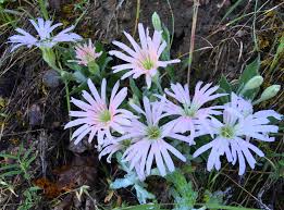 Attēlu rezultāti vaicājumam “Caryophyllaceae”