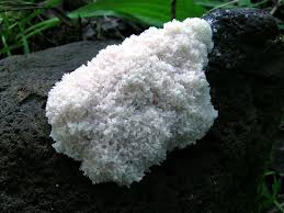 Attēlu rezultāti vaicājumam “Fuligo candida”