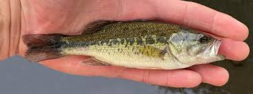 Image result for Micropterus salmoides