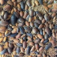 Attēlu rezultāti vaicājumam “Porcellio scaber”