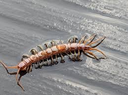 Attēlu rezultāti vaicājumam “Lithobius forficatus”