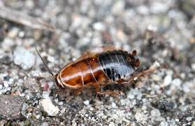 Attēlu rezultāti vaicājumam “Ectobius sylvestris female”