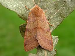 Attēlu rezultāti vaicājumam “Agrochola helvola”