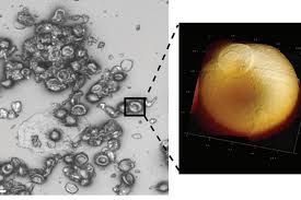 Attēlu rezultāti vaicājumam “Diachea muscorum plasmodium”