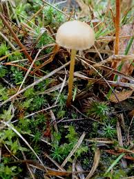 Attēlu rezultāti vaicājumam “Lycogala asperum young”