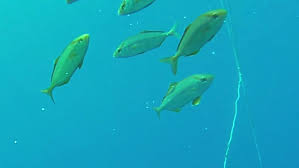 Image result for Seriola dumerili