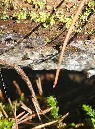Attēlu rezultāti vaicājumam “Siphoptychium violaceum plasmodium”