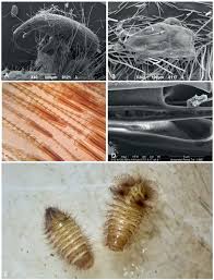 Attēlu rezultāti vaicājumam “Megatoma undata”