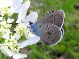 Attēlu rezultāti vaicājumam “Cyaniris semiargus underside”