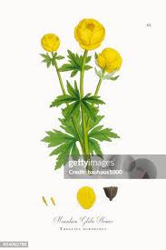 Attēlu rezultāti vaicājumam “Trollius europaeus leaf”