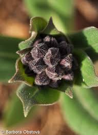 Attēlu rezultāti vaicājumam “Pulmonaria obscura bud”
