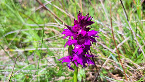 Attēlu rezultāti vaicājumam “Dactylorhiza majalis subsp. baltica flower”
