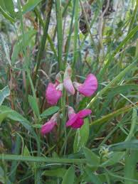 Attēlu rezultāti vaicājumam “Lathyrus tuberosus”