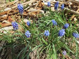 Attēlu rezultāti vaicājumam “Muscari armeniacum”