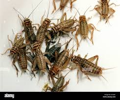 Attēlu rezultāti vaicājumam “Gryllus domesticus”