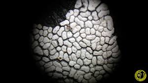 Attēlu rezultāti vaicājumam “Physarum conglomeratum”