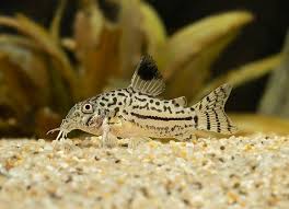 Image result for fish corydoras