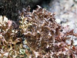 Attēlu rezultāti vaicājumam “Cetraria ericetorum”