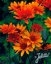 Image result for Heliopsis scabra