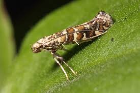 Attēlu rezultāti vaicājumam “Gracillaria syringella imago”