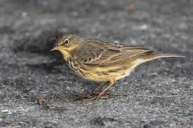 Attēlu rezultāti vaicājumam “Anthus petrosus adult”