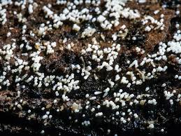 Attēlu rezultāti vaicājumam “Henningsomyces candidus”