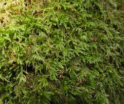 Attēlu rezultāti vaicājumam “Thamnobryum subserratum sporophyte”