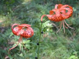 Attēlu rezultāti vaicājumam “Lilium lancifolium”