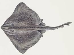 Image result for Raja clavata