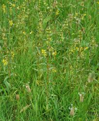 Attēlu rezultāti vaicājumam “Rhinanthus serotinus fruit”