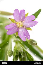 Attēlu rezultāti vaicājumam “Epilobium roseum flower”