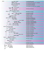 Attēlu rezultāti vaicājumam “Rosellinia desmazieri”