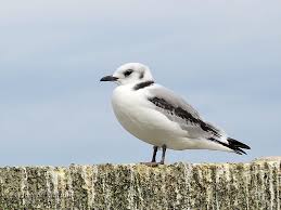 Attēlu rezultāti vaicājumam “Rissa tridactyla adult”