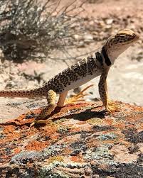 Attēlu rezultāti vaicājumam “Leiocolea collaris”