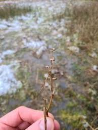 Attēlu rezultāti vaicājumam “Scheuchzeria palustris”