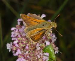 Attēlu rezultāti vaicājumam “Hesperia comma male”