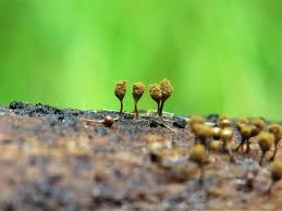 Attēlu rezultāti vaicājumam “Hemitrichia calyculata young”