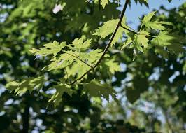 Attēlu rezultāti vaicājumam “Acer saccharinum”