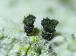 Attēlu rezultāti vaicājumam “Microcalicium disseminatum”