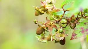 Attēlu rezultāti vaicājumam “Neottia nidus-avis bud”