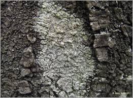 Attēlu rezultāti vaicājumam “Pertusaria albescens”