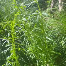 Attēlu rezultāti vaicājumam “Cribraria languescens stalked”