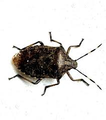 Attēlu rezultāti vaicājumam “Trichia longipalpis”