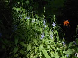 Image result for Campanula americana