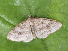 Attēlu rezultāti vaicājumam “Hydrelia sylvata”