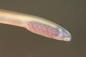 Image result for Lampetra fluviatilis