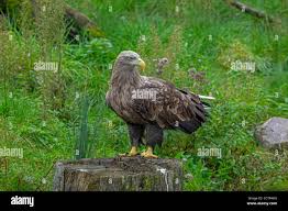 Attēlu rezultāti vaicājumam “Haliaeetus albicilla adult”