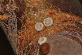 Attēlu rezultāti vaicājumam “Thecla betulae underside”