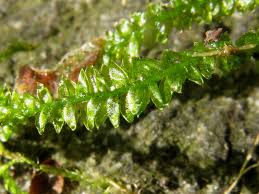 Attēlu rezultāti vaicājumam “Plagiothecium sp.”