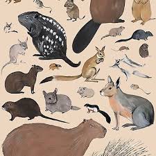 Attēlu rezultāti vaicājumam “Rodentia”